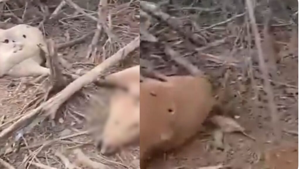 Freddy se habría quedado sin sustento porque sus vacas murieron en un bombardeo en Amalfi Freddy se habría quedado sin sustento porque sus vacas murieron en un bombardeo en Amalfi