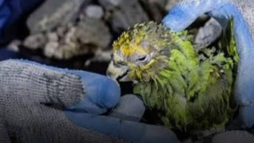 Muere el loro Panchito en su rpoceso de recuperación, luego ser rescatado de los escombros en Venezuela Muere el loro Panchito en su rpoceso de recuperación, luego ser rescatado de los escombros en Venezuela