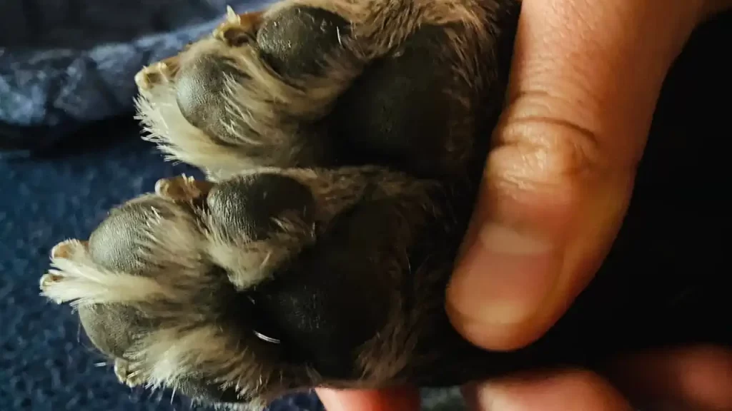 Perro rescatado murió baleado en Manizales