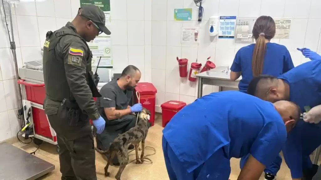 Rescatan 10 perros víctimas de maltrato en Medellín Rescatan 10 perros víctimas de maltrato en Medellín