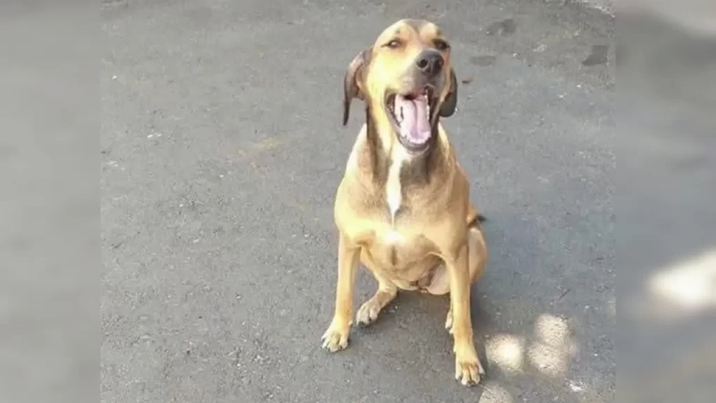 «Se queda en casa»: Fico Gutiérrez frena desalojo de Canela, la perrita del comando de Policía en Medellín «Se queda en casa»: Fico Gutiérrez frena desalojo de Canela, la perrita del comando de Policía en Medellín