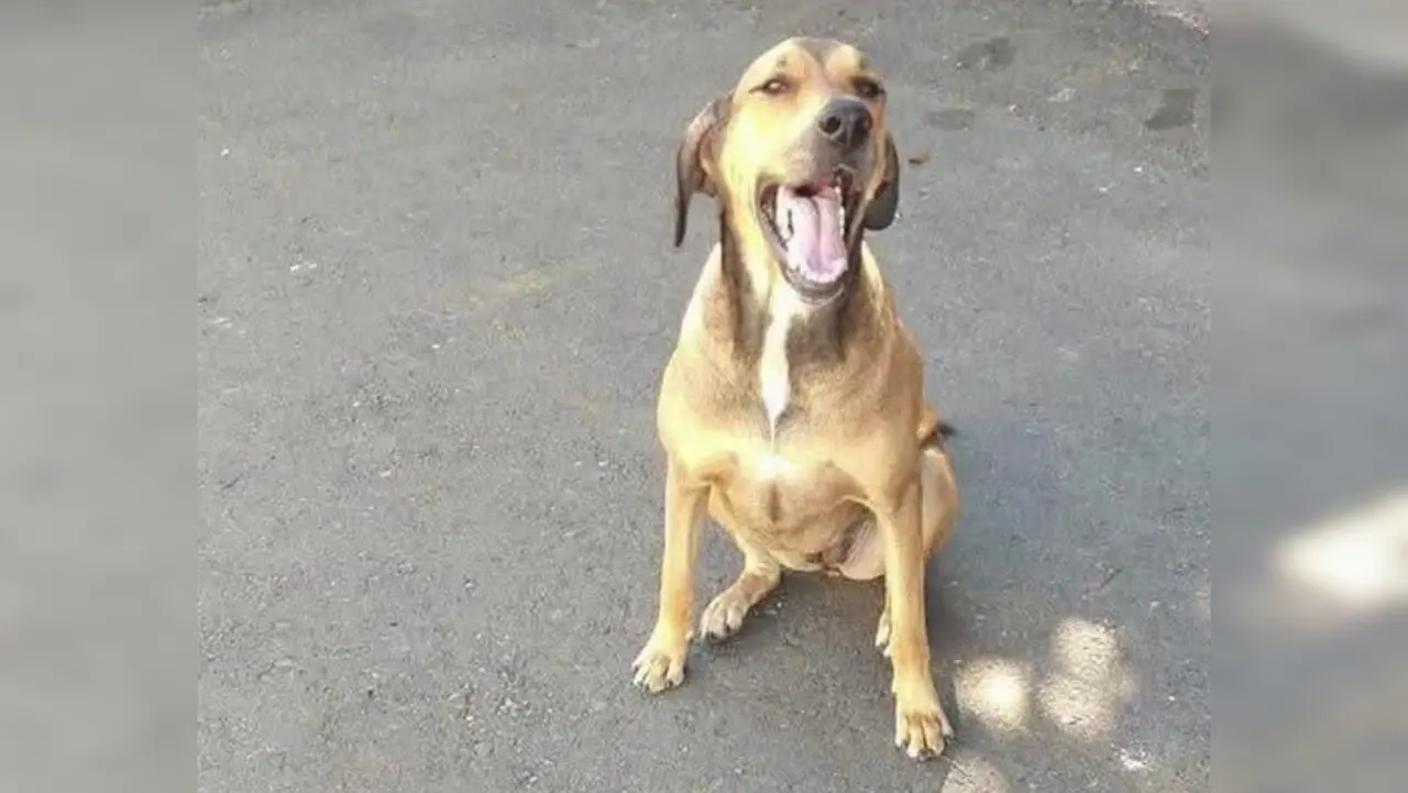 canela policia medellin1