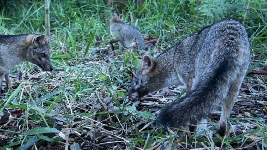 VIDEO: Por primera vez es grabada una familia de zorros en zona protegida de Itagüí VIDEO: Por primera vez es grabada una familia de zorros en zona protegida de Itagüí