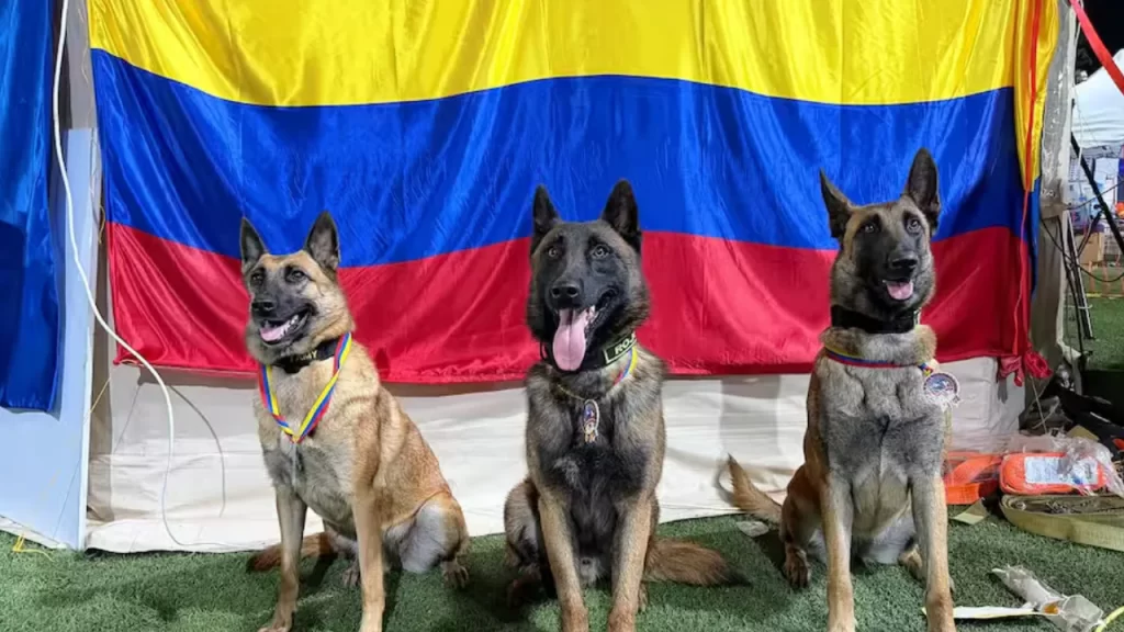 Venezuela condecoró a cuatro perros rescatistas colombianos Venezuela condecoró a cuatro perros rescatistas colombianos