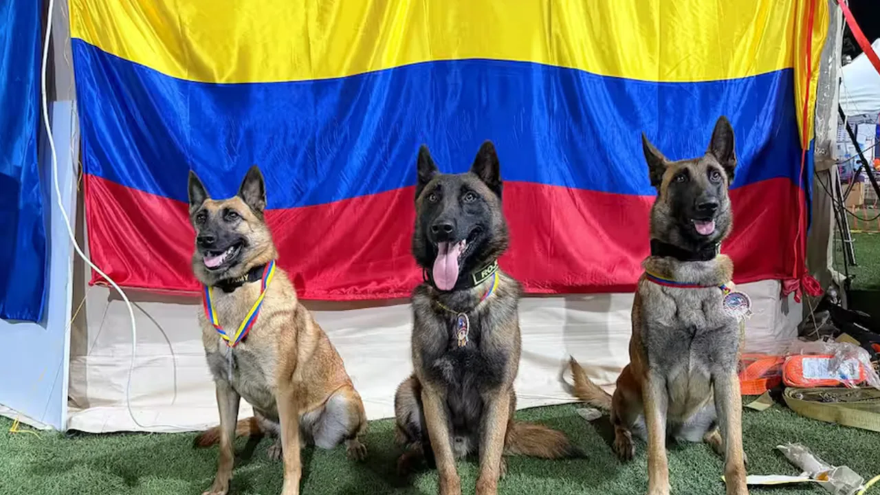 Reconocen en Venezuela la labor de cuatro perros rescatistas colombianos