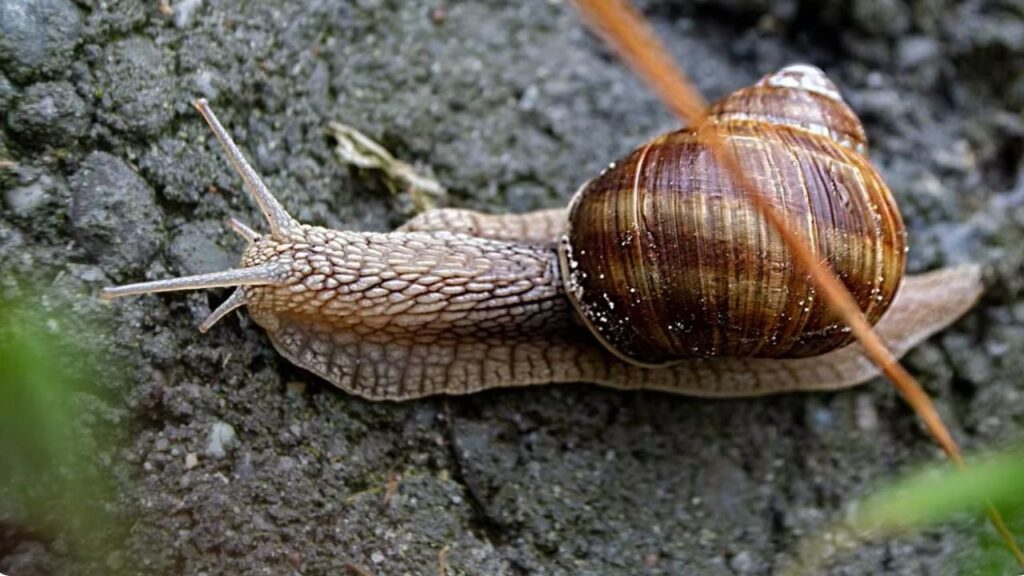 el paso a paso si se encuentra al caracol africanoen su casa el paso a paso si se encuentra al caracol africanoen su casa