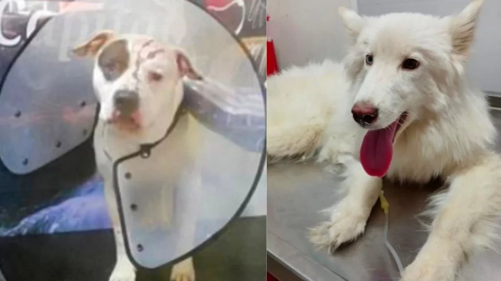 ¡Crueldad sin límites! Fiscalía judicializa a dos presuntos agresores de animales y logra una condena ¡Crueldad sin límites! Fiscalía judicializa a dos presuntos agresores de animales y logra una condena