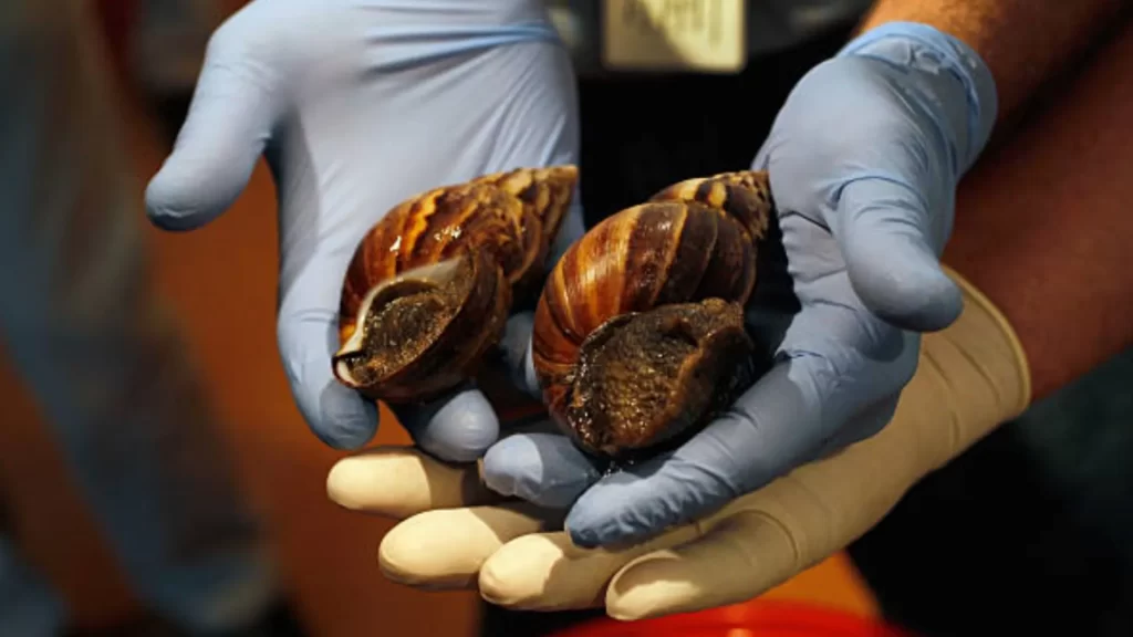 ¡Invasión silenciosa! Más de 700 kilos de caracol africano han sido retirados del Valle de Aburrá