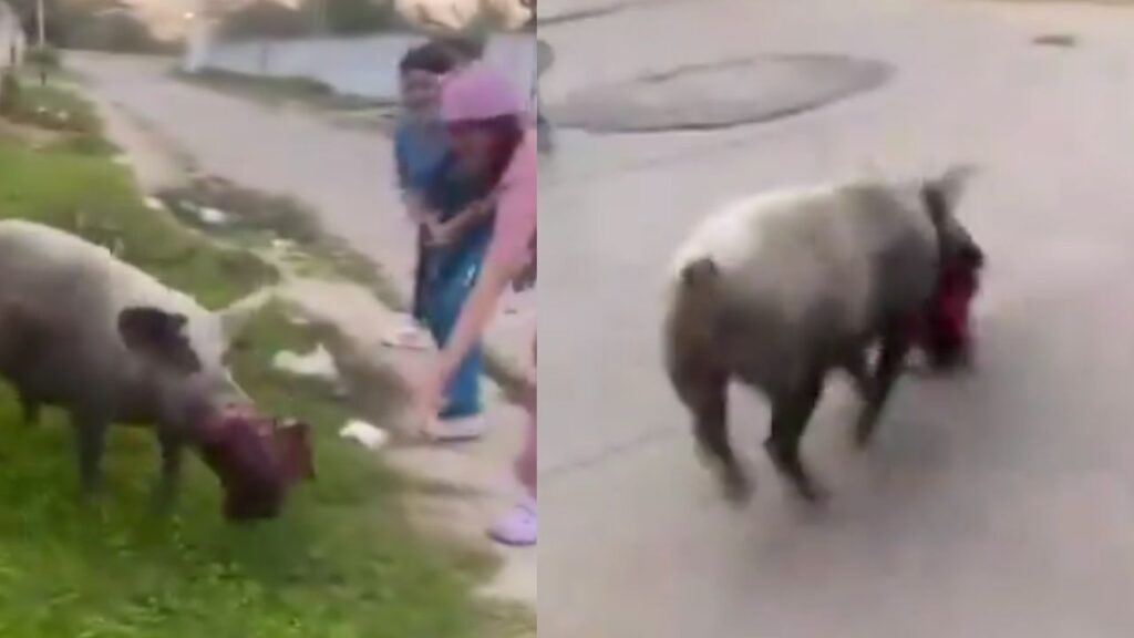 ¡Nadie lo para! El video viral del marrano que se les llevó un bolso a unos médicos en Venezuela