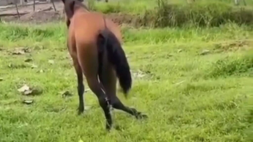 ¿Quién lo ayuda? Un caballo habría sido atropellado en el corregimiento Currulao de Turbo ¿Quién lo ayuda? Un caballo habría sido atropellado en el corregimiento Currulao de Turbo