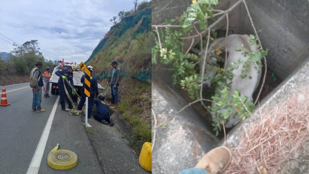 Así sacaron a una vaca que estaba atrapada en una alcantarilla de una obra en Santa Fe de Antioquia