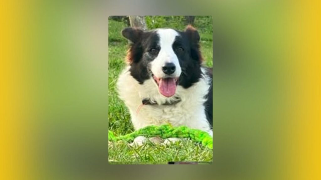 Buscan a Azul, perro de 9 años desaparecido en el corregimiento San Félix Buscan a Azul, perro de 9 años desaparecido en el corregimiento San Félix