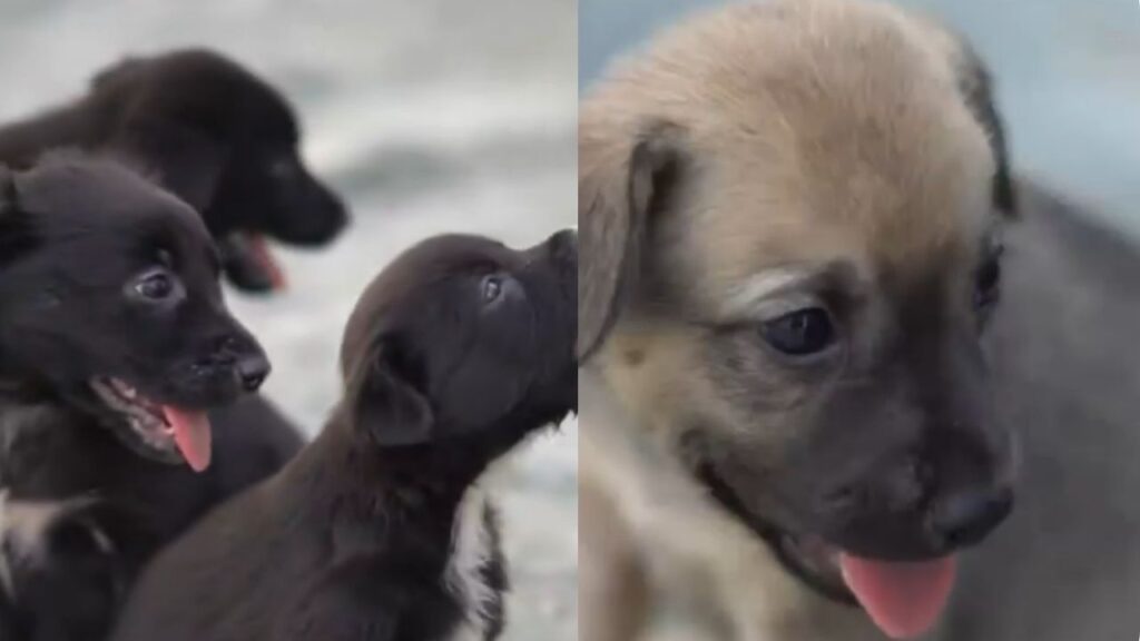 Cerca de 40 perros reciben atención veterinaria luego de un incendio cerca de un refugio en Girardota