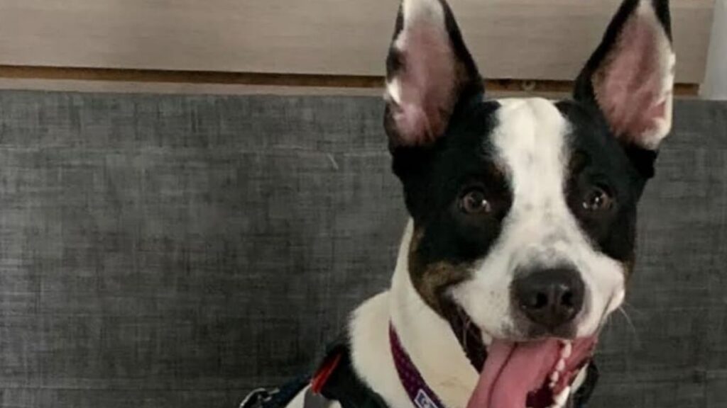Están buscando a Lola desde el 9 de agosto en Rionegro: ¿la ha visto?