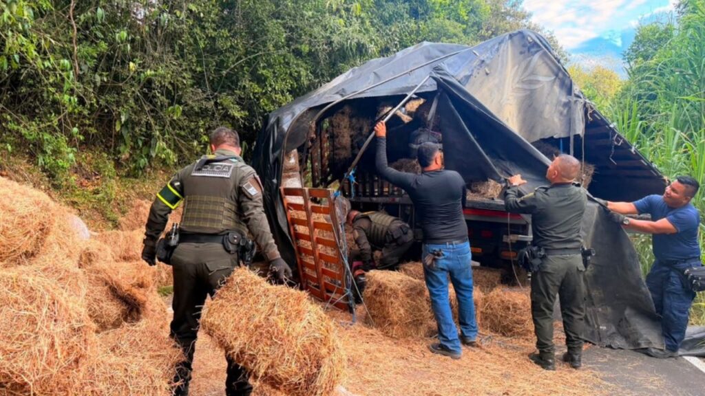 Hallan más de 2.100 kilos de marihuana “creepy” ocultos bajo heno en un camión accidentado