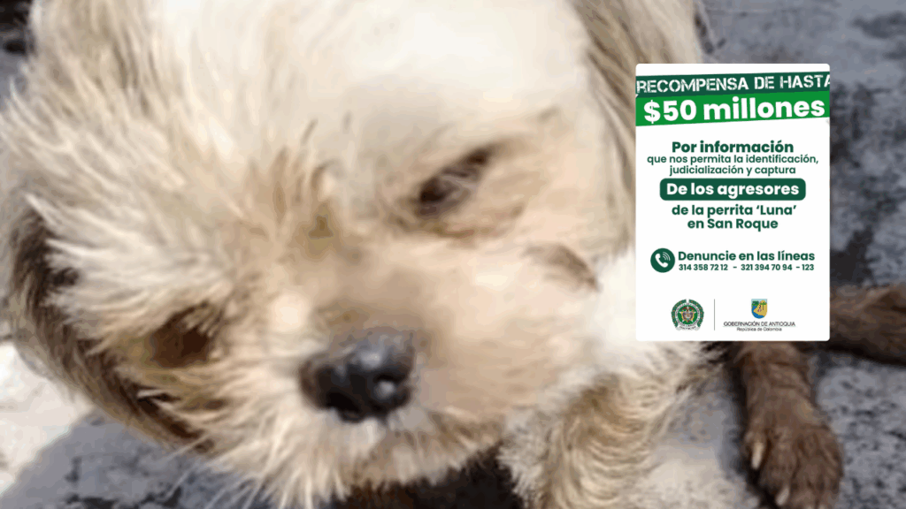 Ofrecen hasta  millones de recompensa por responsables de atrocidad contra la perrita ‘Luna’ en San Roque
