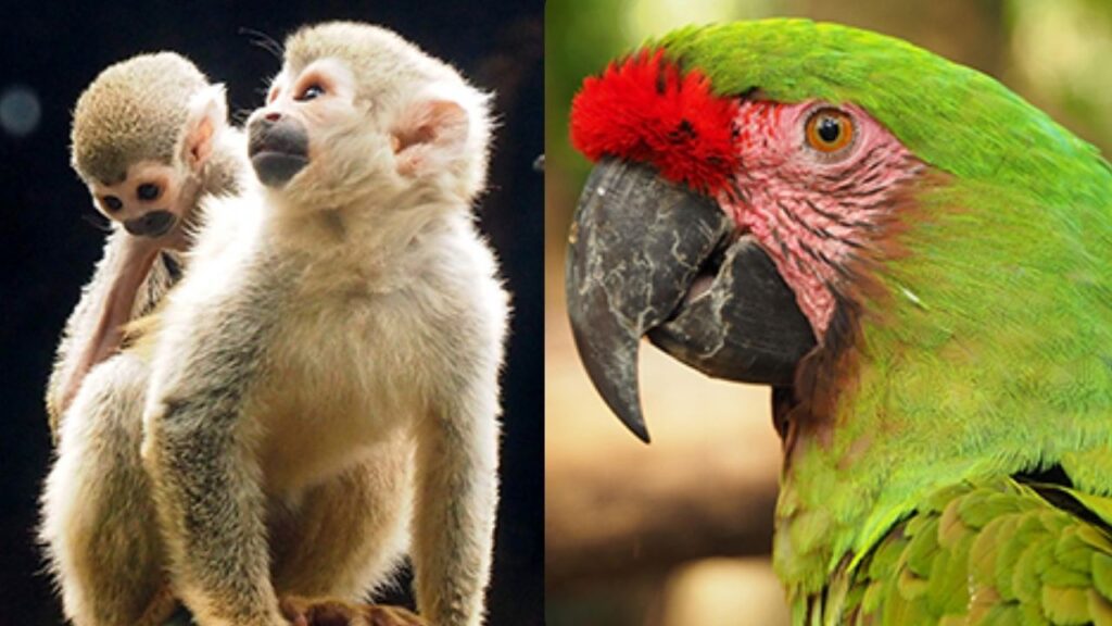 Primates y aves del Parque de la Conservación mostraron comportamientos erráticos antes del terremoto Primates y aves del Parque de la Conservación mostraron comportamientos erráticos antes del terremoto