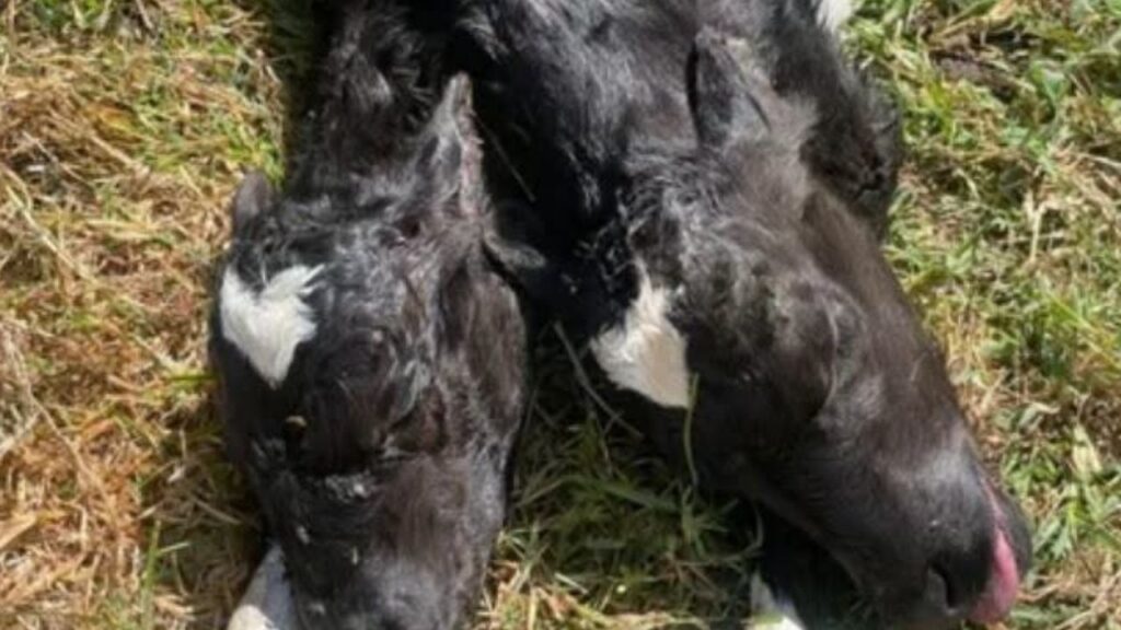 Reportan nacimiento de ternera con dos cabezas en zona rural de La Unión Reportan nacimiento de ternera con dos cabezas en zona rural de La Unión
