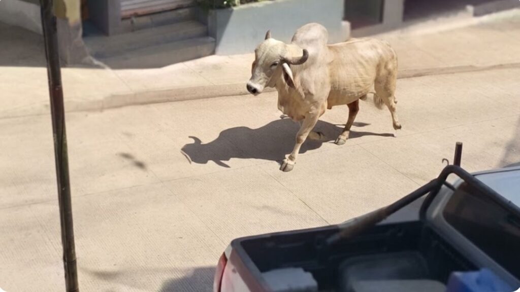 Un toro se le voló al dueño y creó caos en pleno pueblo de Remedios, Antioquia Un toro se le voló al dueño y creó caos en pleno pueblo de Remedios, Antioquia