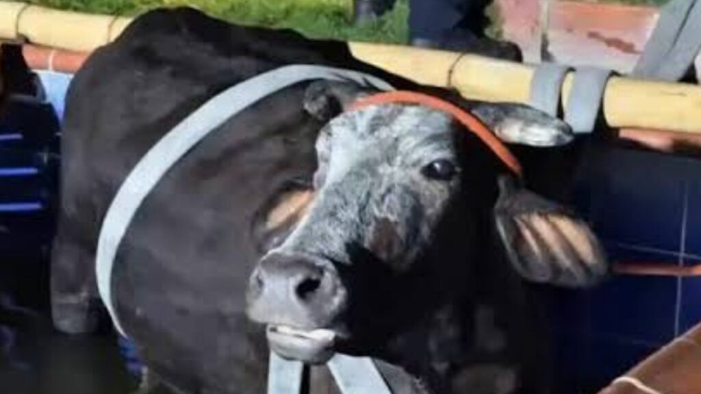 Así rescataron a una vaca de 500 kilos en estado de gestación que cayó a una piscina