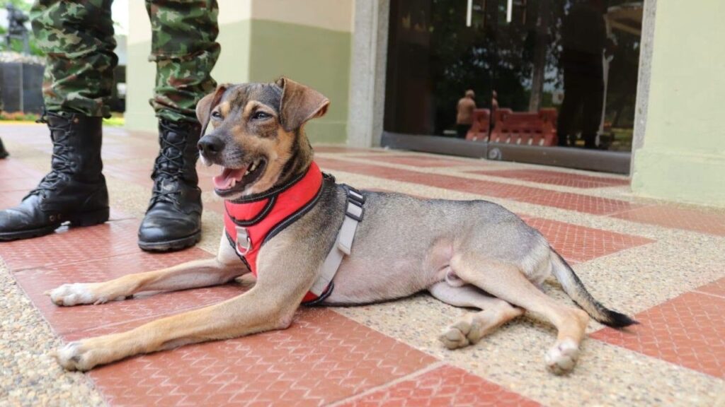 Conozca la historia de Aqua, el perro rescatado en medio de las inundaciones en Córdoba Conozca la historia de Aqua, el perro rescatado en medio de las inundaciones en Córdoba