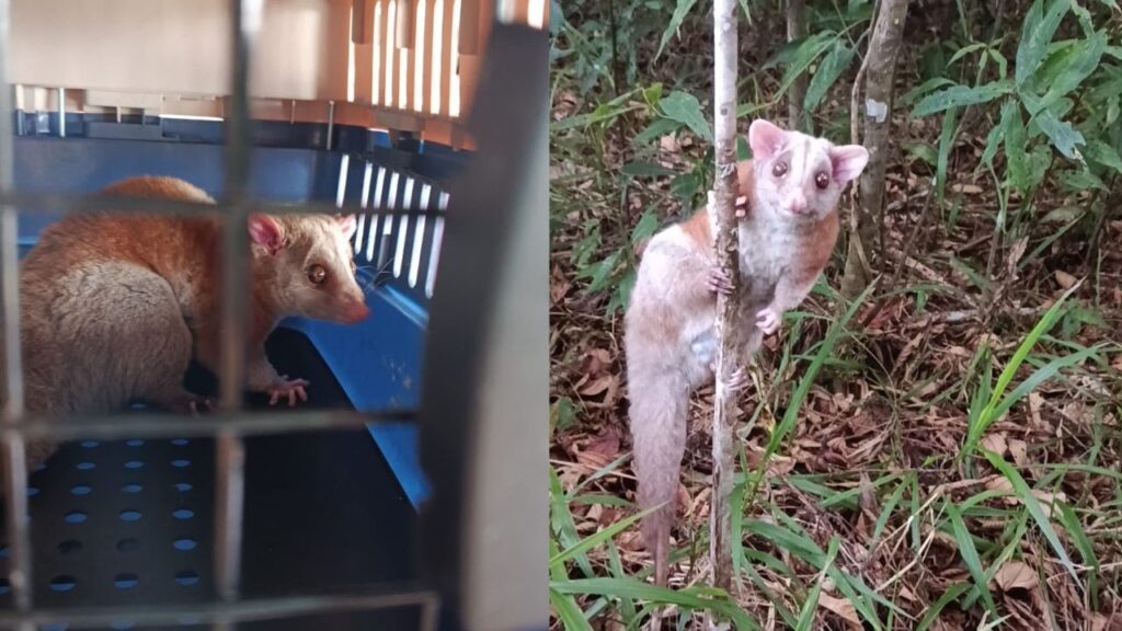 Hallan una zarigüeya lanuda en una tienda rural de Jericó tras 15 años sin avistamientos Hallan una zarigüeya lanuda en una tienda rural de Jericó tras 15 años sin avistamientos