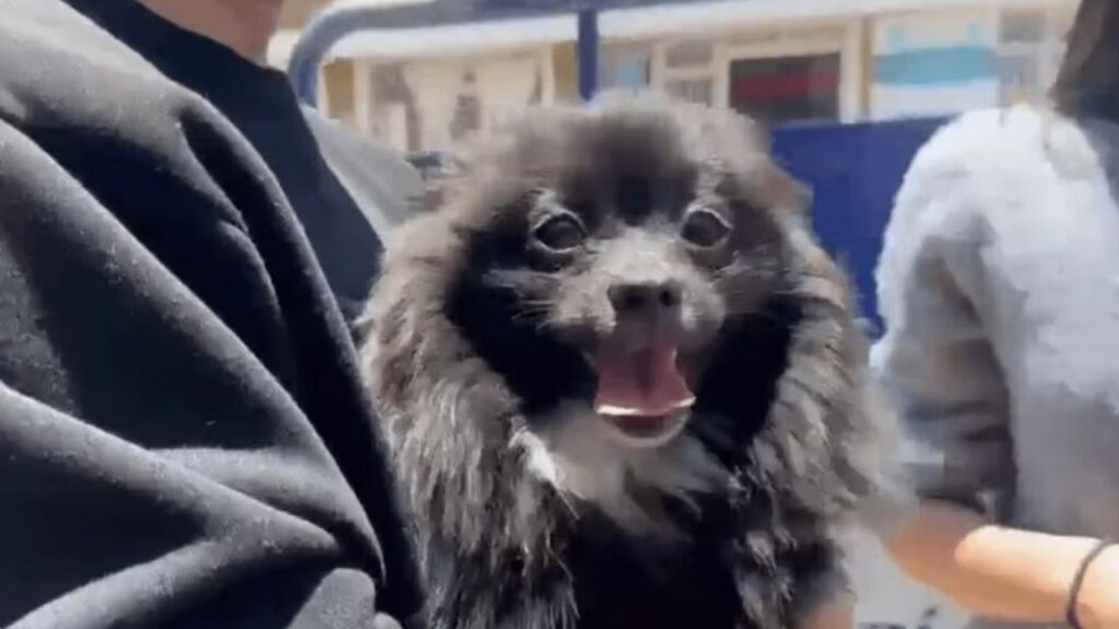 Así fue el rescate de Pato, el pomerania robado durante un atraco