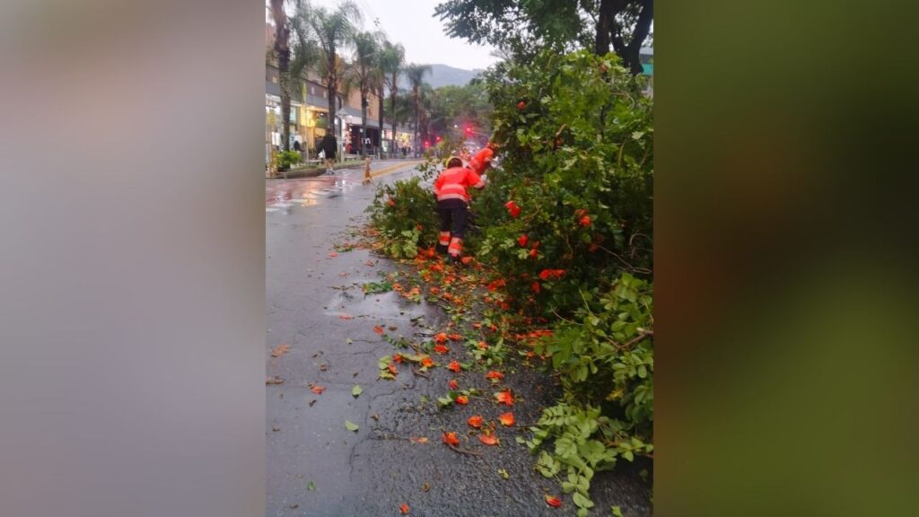 Bomberos de Bello atendieron caída de árbol que afectó la movilidad en la Diagonal 55 Bomberos de Bello atendieron caída de árbol que afectó la movilidad en la Diagonal 55