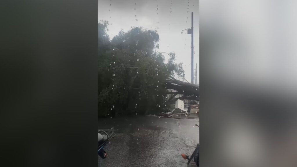 EN VIDEO | En el barrio El Playón de los Comuneros de Medellín, un árbol se cayó al lado de una tienda durante el fuerte aguacero