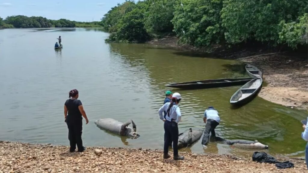Investigan causa de la muerte de cuatro manatíes en el Magdalena Medio: esto se sabe Investigan causa de la muerte de cuatro manatíes en el Magdalena Medio: esto se sabe