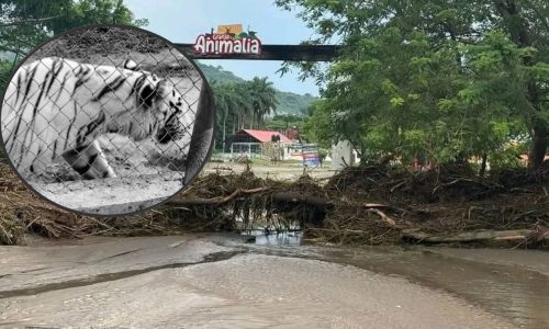 Triste final para el tigre fugitivo: Huyó de las fuertes lluvias y no esperaban encontrarlo asi